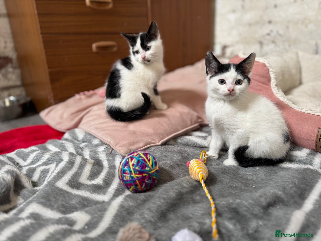 Domestic Shorthair cats for sale: Adorable Kittens Looking for a Loving Home, 🏡 - Image 3
