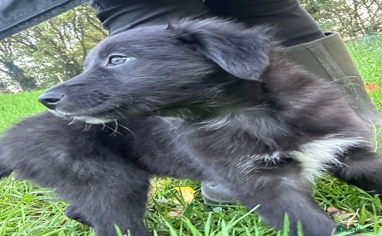 Mixed Breed dogs - Advert 3