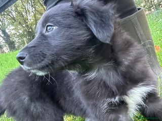 Mixed Breed dogs - Advert 28