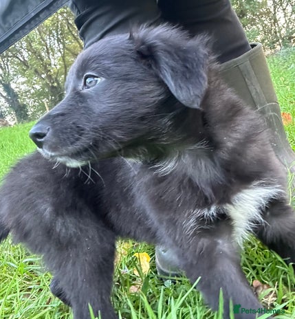 Mixed Breed dogs - Advert 3