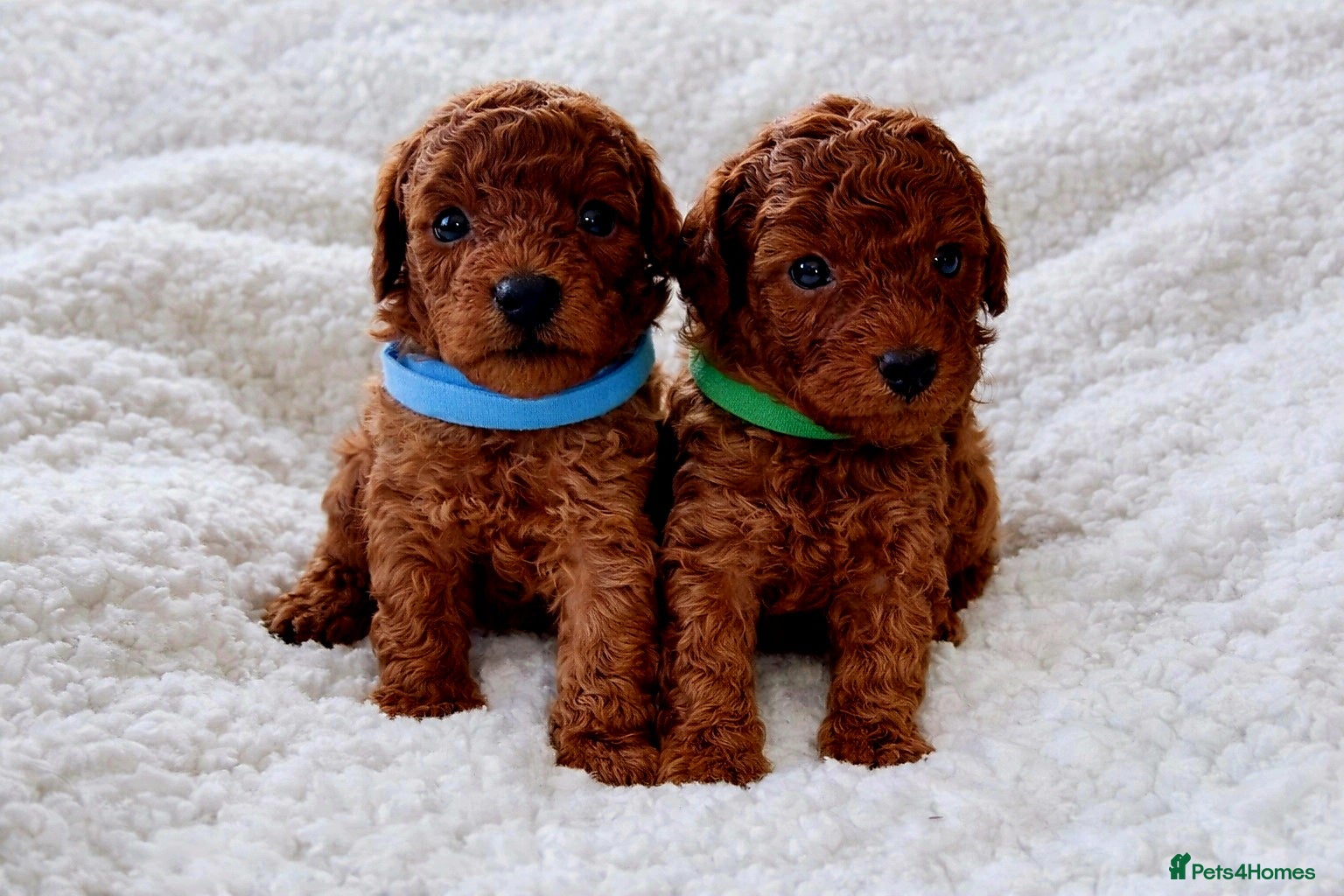 Toy Poodle dogs Exceptional Tiny Toy Poodle Puppies - Advert 9