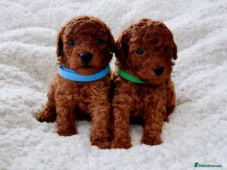 Toy Poodle dogs Exceptional Tiny Toy Poodle Puppies - Advert 9