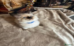 Ragdoll cats for sale: Quick sale - Image 2