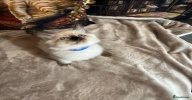 Ragdoll cats - Advert 10