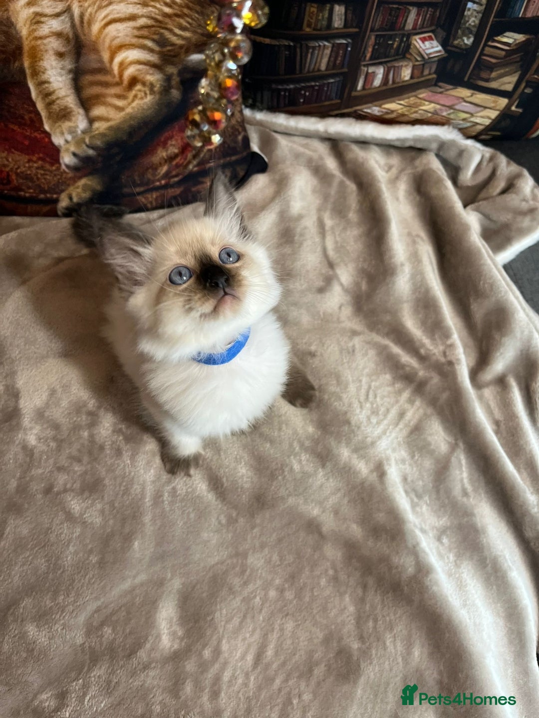 Ragdoll cats for sale: Quick sale - Image 2