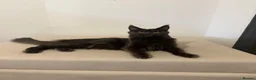 Maine Coon cats for sale: Pedigree GCCF Russian Kazakhstan import line - Advert 1