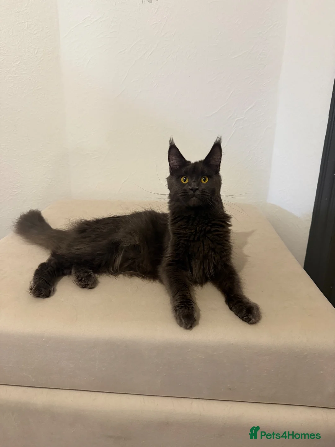 Maine Coon cats for sale: Pedigree GCCF Russian Kazakhstan import line - Advert 1