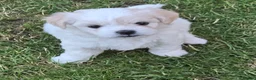 Mixed Breed dogs for sale: Long haired chihuahua x Bichon Frise  - Advert 6
