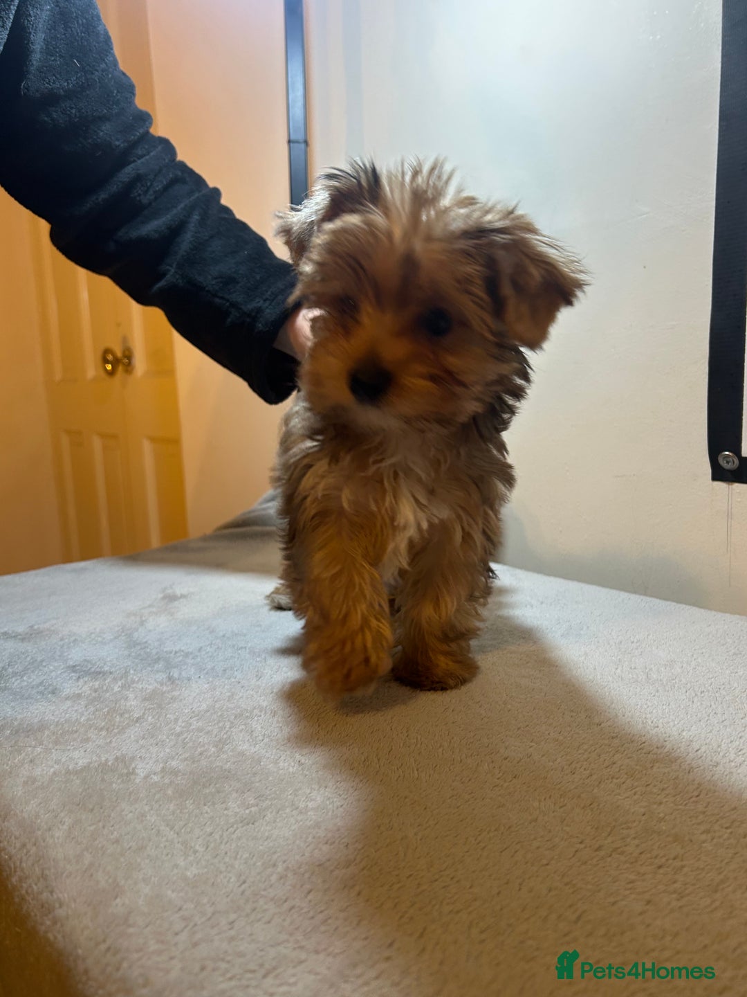 Biewer Terrier dogs for sale: Choco,black & ocean pearl Biewer Terrier - Advert 7