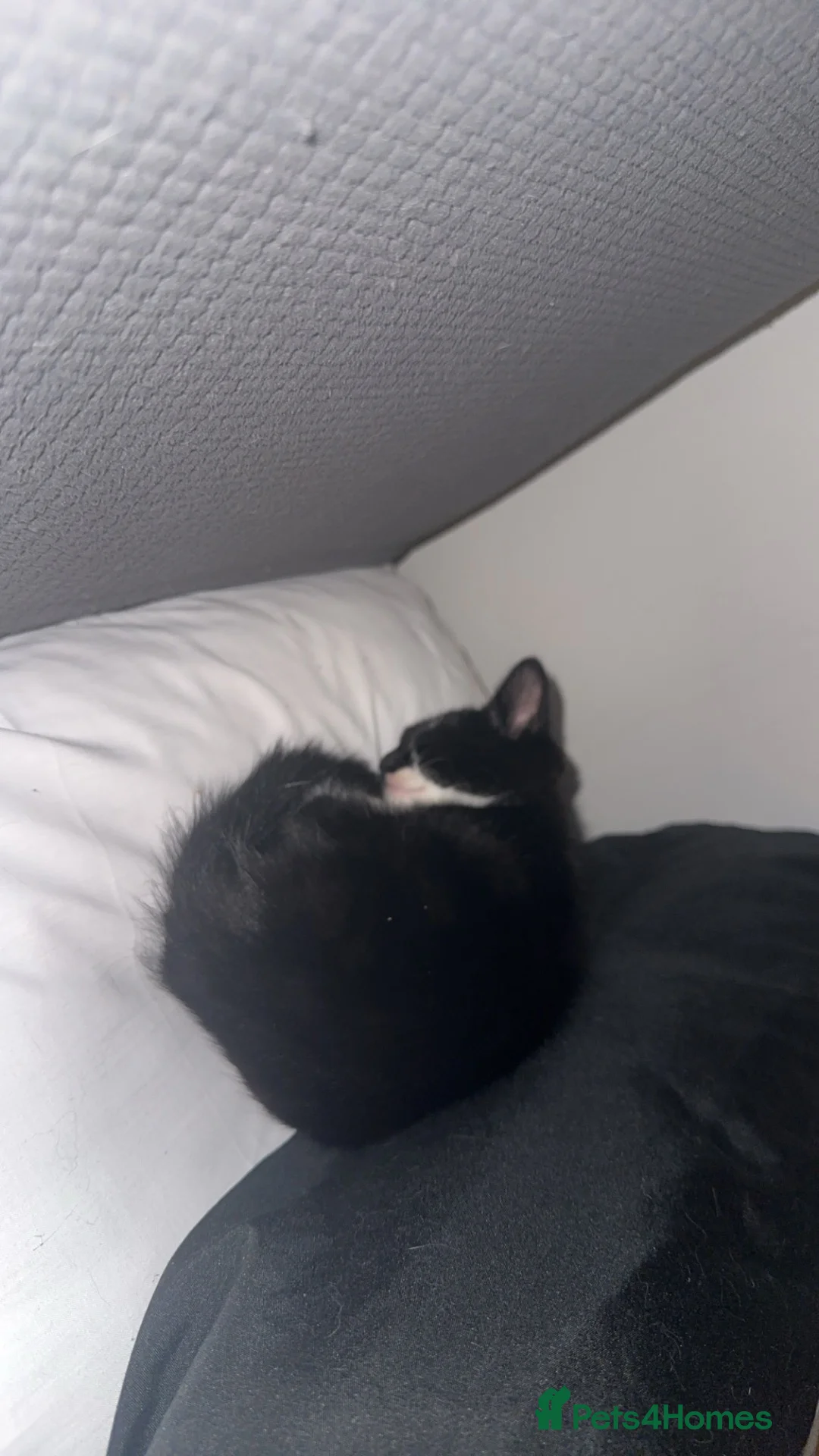 Mixed Breed cats for sale: Kitten for sale in Edinburgh - Advert 2