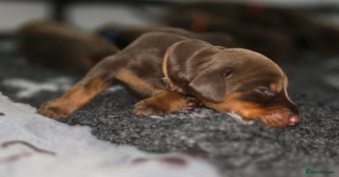 Dobermann dogs - Advert 5