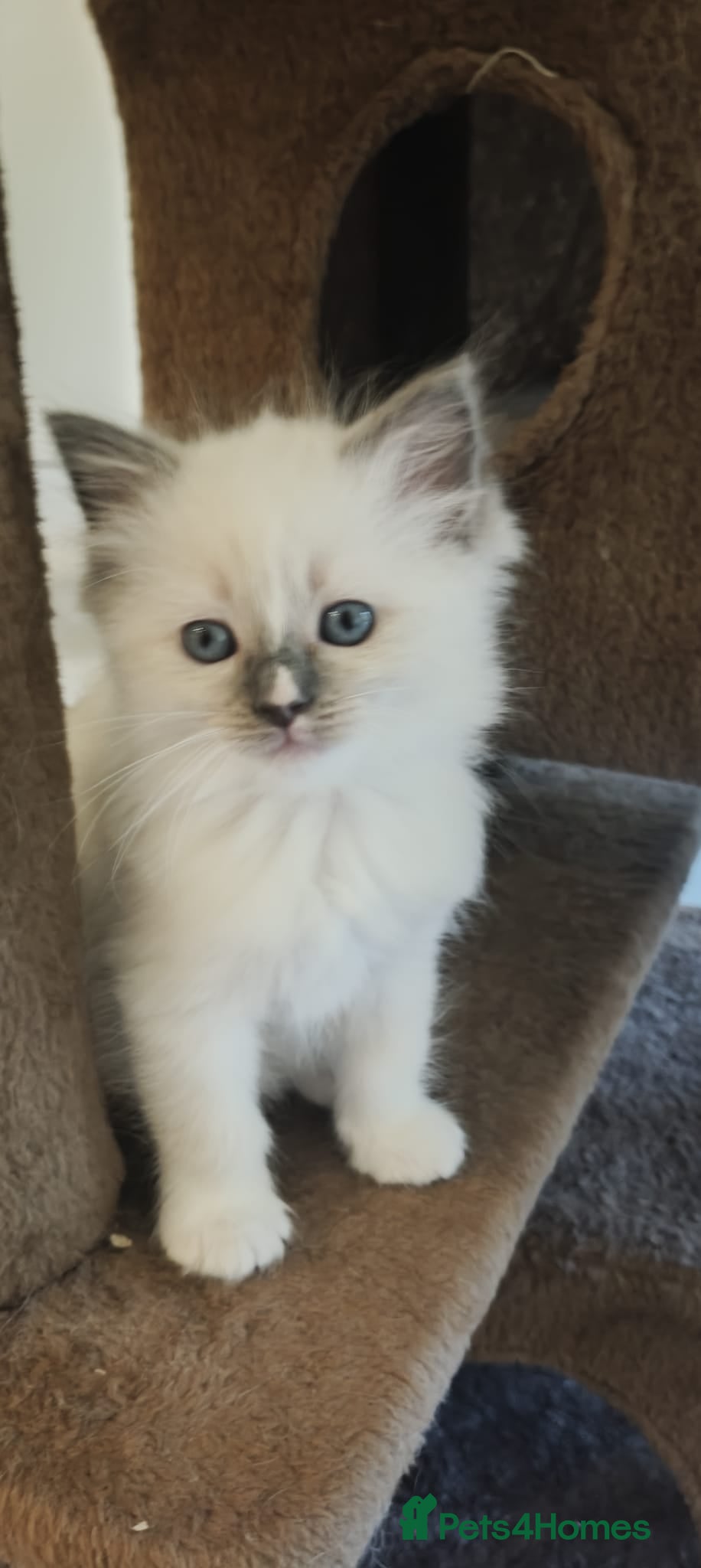 Ragamese cats 3 GIRLS LEFT! TWO SIAMESE AND ONE RAGDOLL - Advert 2