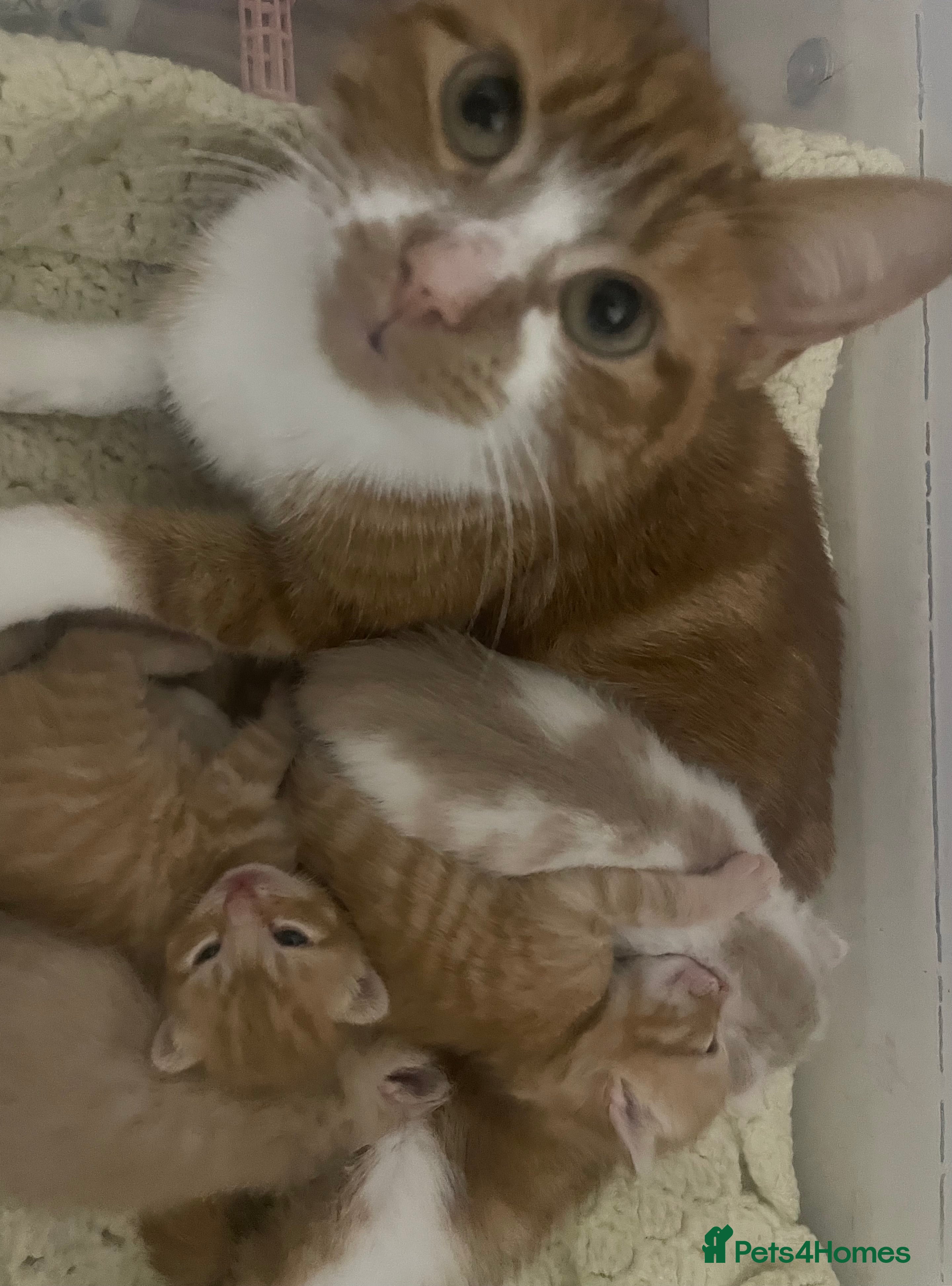 Mixed Breed cats GINGER KITTENS READY JAN 18TH - Advert 4