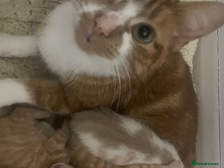 Mixed Breed cats GINGER KITTENS READY JAN 18TH - Advert 1