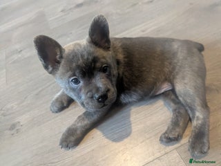 Mixed Breed dogs 5 adorable Frow Frow girls left. - Advert 10