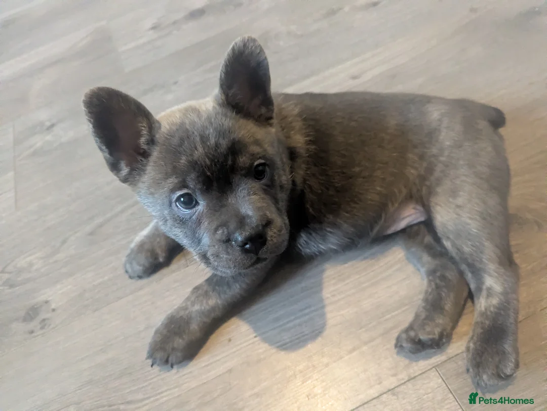 Mixed Breed dogs for sale:  3 Frow Frow girls available - Advert 6