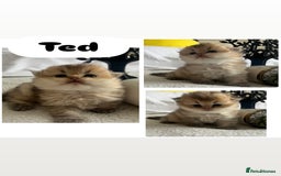 Scottish Fold cats for sale: Pedigree cutest SFLH kittens   - Image 17