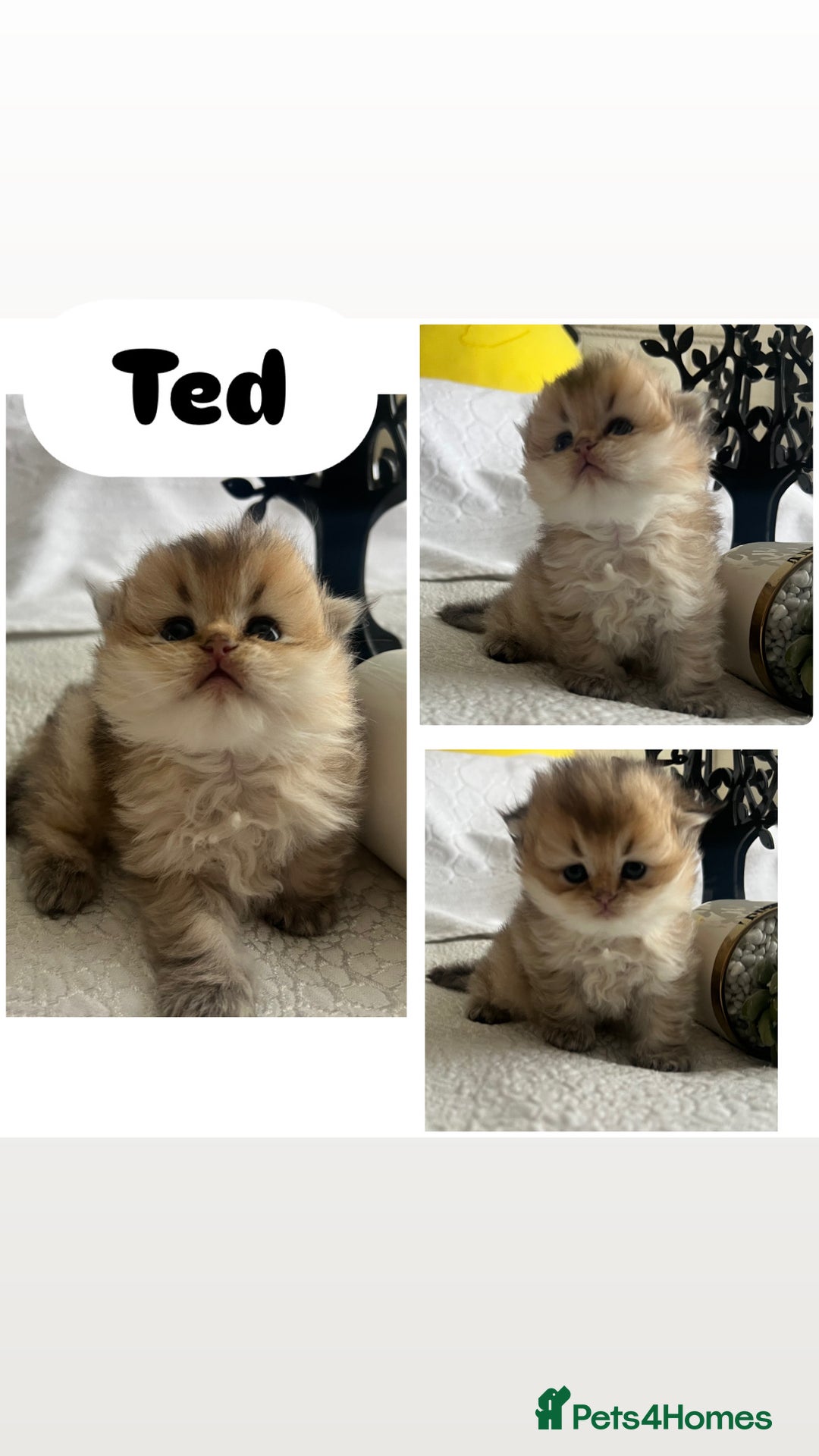 Scottish Fold cats for sale: Pedigree cutest SFLH kittens   - Image 17