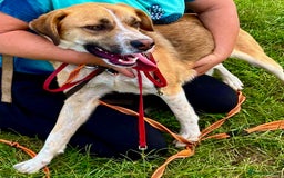 German Shepherd dogs for adoption: Bentley’s Story: From Chains to Freedom - Image 8
