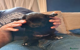 Borador dogs for sale: Borador puppies - Image 10