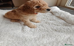 Cockapoo dogs for sale: Gorgous F1B Cockapoo Puppies ready 12th October  - Image 21