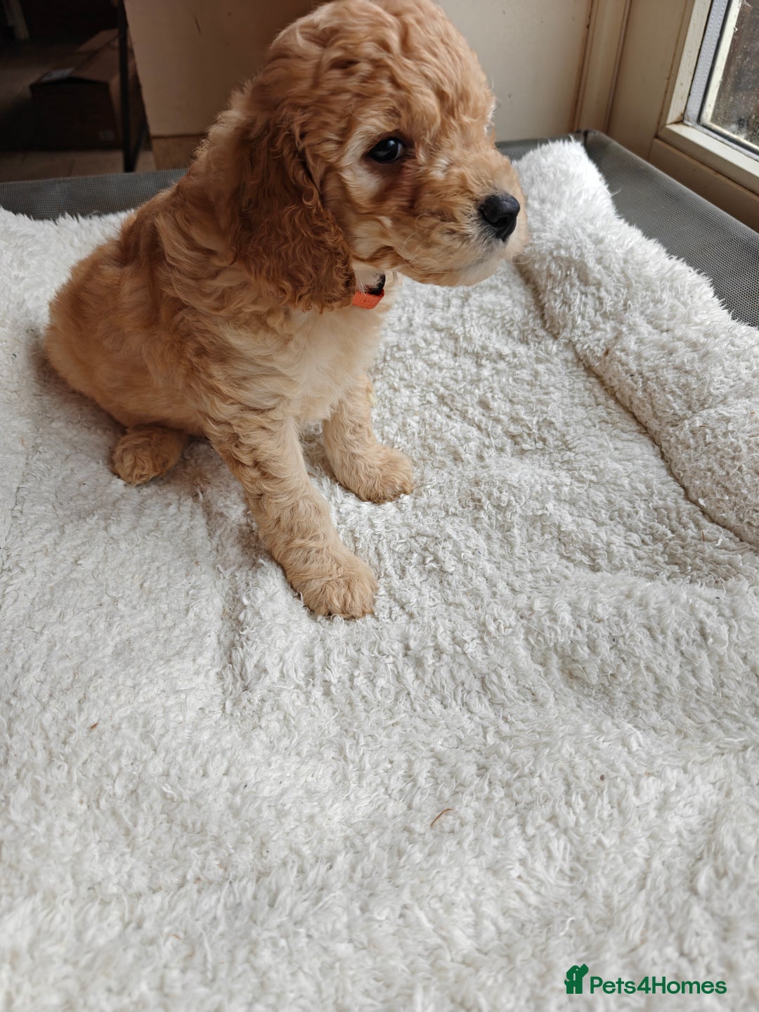 Cockapoo dogs for sale: Gorgous F1B Cockapoo Puppies ready 12th October  - Image 21