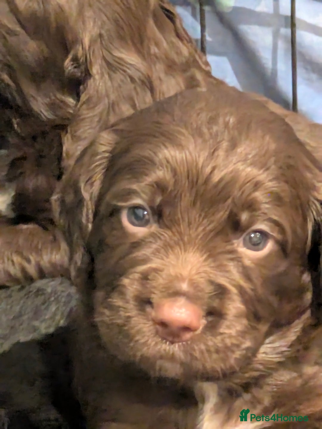 Sprocker dogs for sale: F1 health tested working Sprockers - Image 20