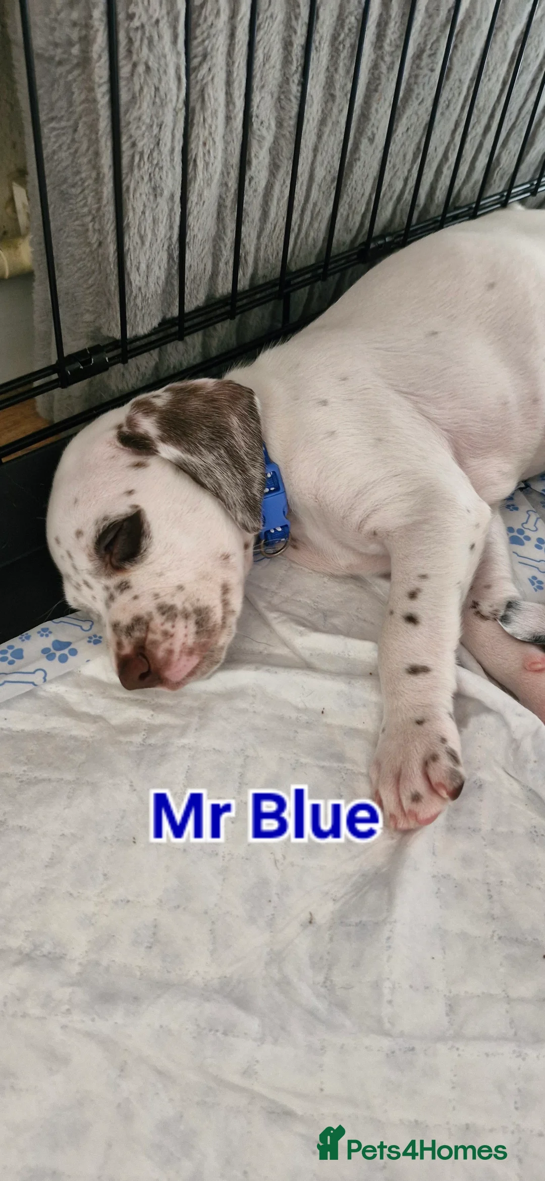 Mixed Breed dogs for sale: Dalmatian cross  - Advert 2