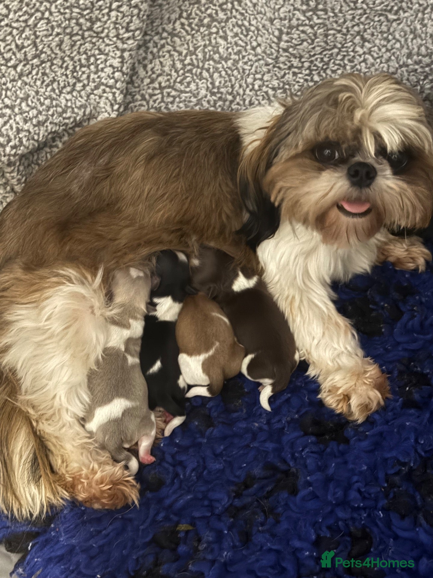 Shih Tzu dogs Imperial shihtzus  - Advert 1