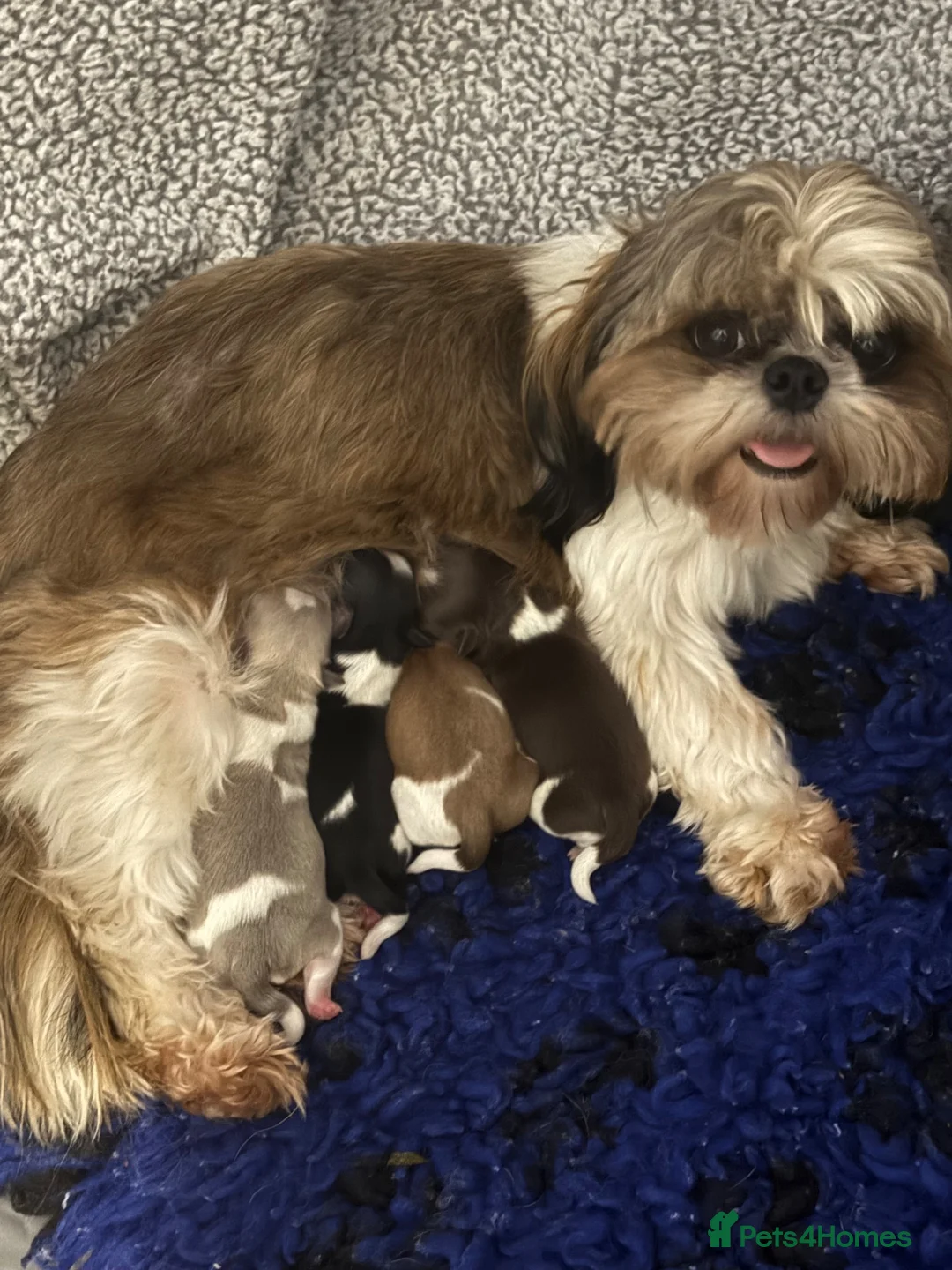 Shih Tzu dogs for sale: Imperial shihtzus  in Dunfermline - Advert 1
