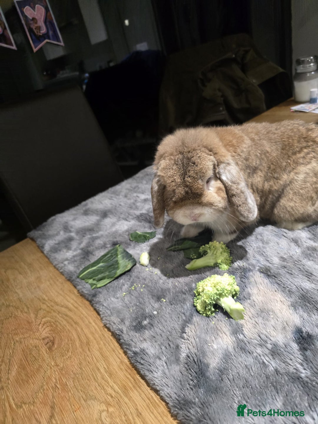 Mini Lop rabbits for sale: 2x adult male mini lops for rehoming - Advert 4
