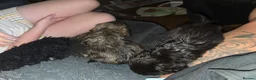 Cava Tzu dogs for sale: Cava tzu puppies - Advert 5