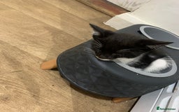 Mixed Breed cats for sale: Black & White Kittens - Image 3