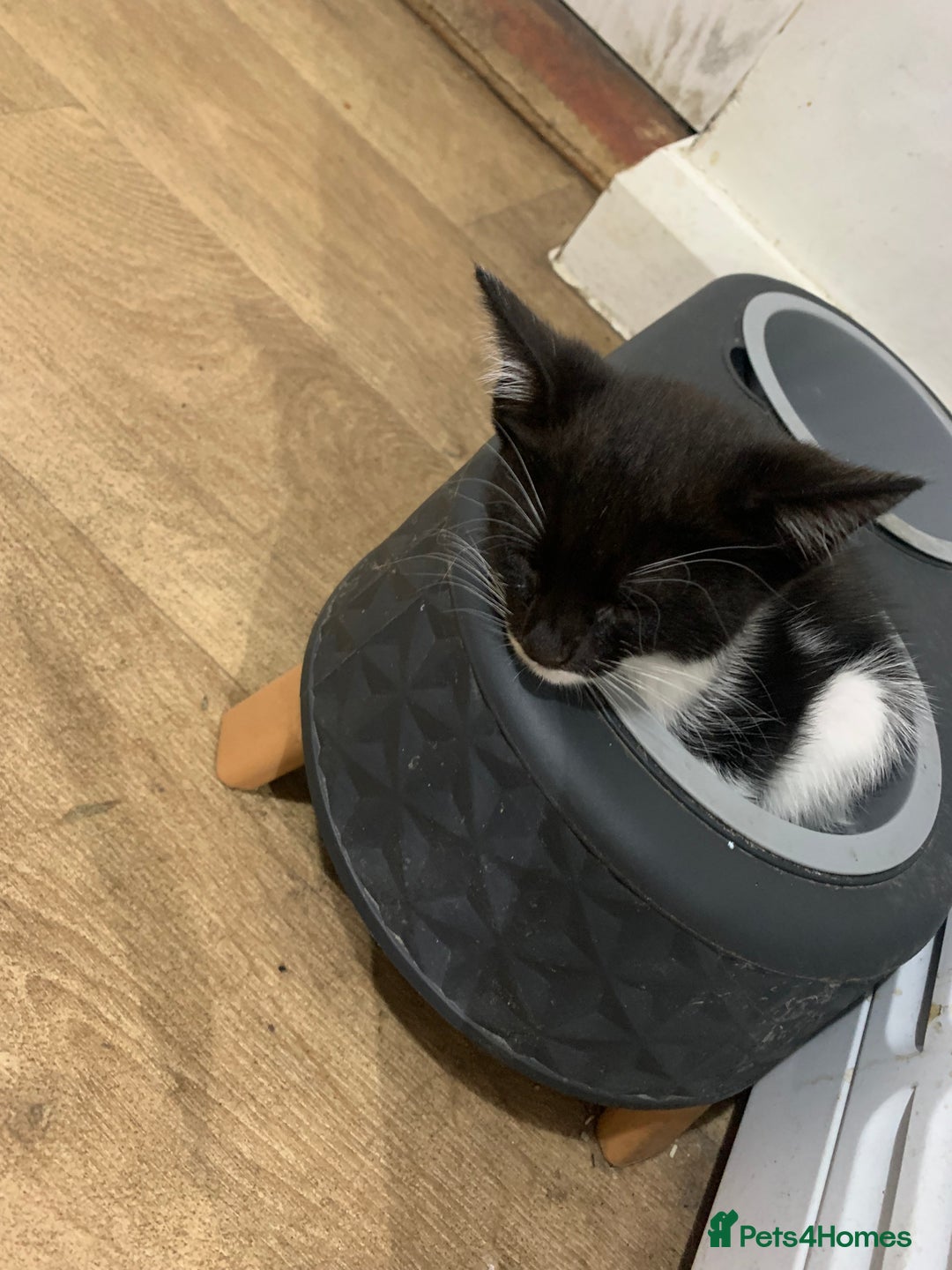 Mixed Breed cats for sale: Black & White Kittens - Image 3