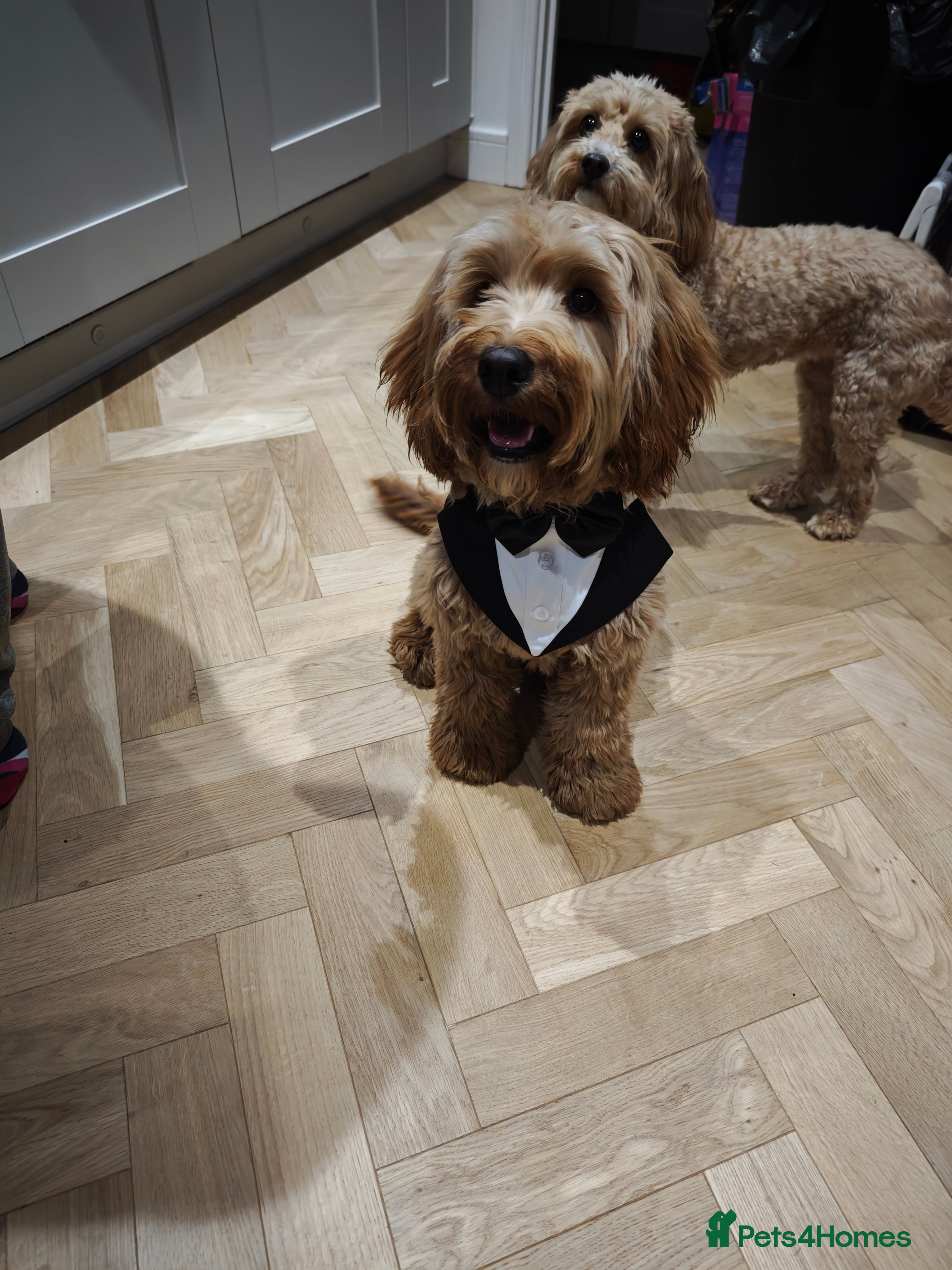 Cockapoo dogs Beautiful Male 9 Month Old Cockapoo Puppy F1  - Advert 9