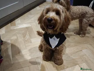 Cockapoo dogs Beautiful Male 9 Month Old Cockapoo Puppy F1 - Advert 9