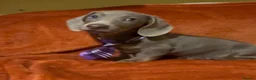 Dachshund dogs for sale: Reg miniature smooth daschunds  - Advert 4