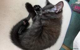 Domestic Shorthair cats for sale: Kittens 4 sale - Image 6