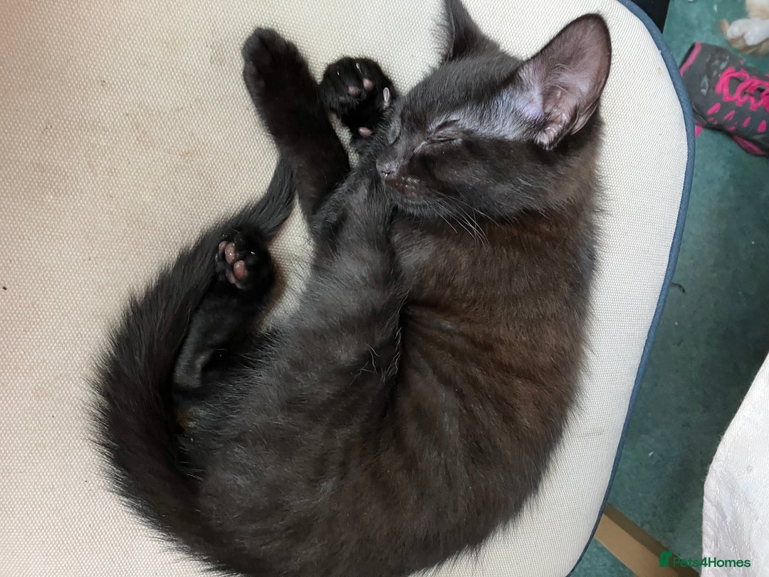 Domestic Shorthair cats for sale: Kittens 4 sale - Image 6