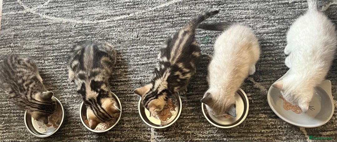 British Shorthair cats for sale: Beautiful British shorthair mixed kittens.  - Image 7
