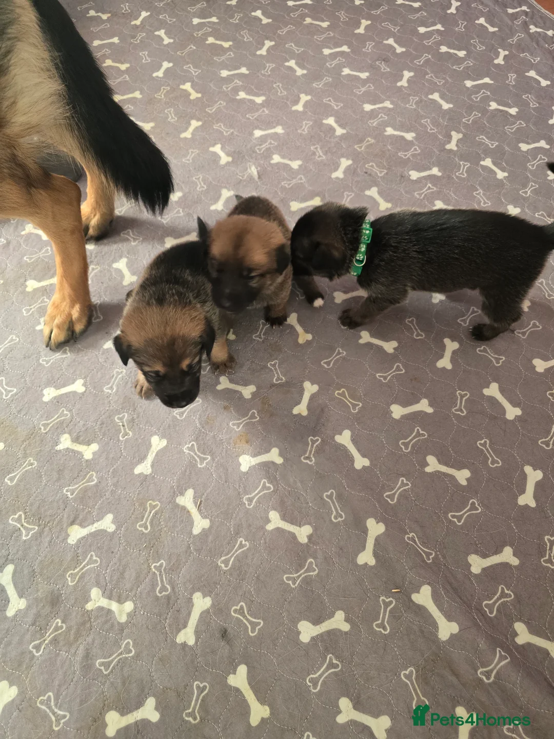 Mixed Breed dogs for sale: Cross between gsd/whippet/Huskey - Advert 16