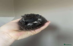 Pygmy Hedgehog rodents for sale: Gorgeous Male Pygmy hog  - Image 4