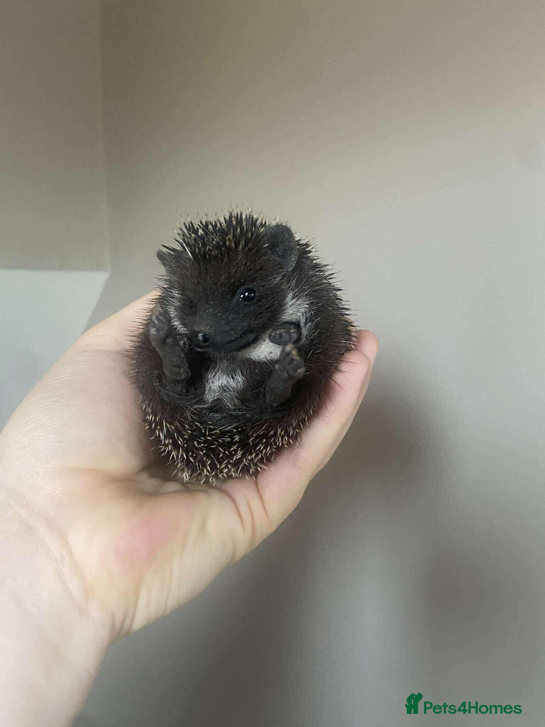 Pygmy Hedgehog rodents for sale: Gorgeous Male Pygmy hog  - Image 4