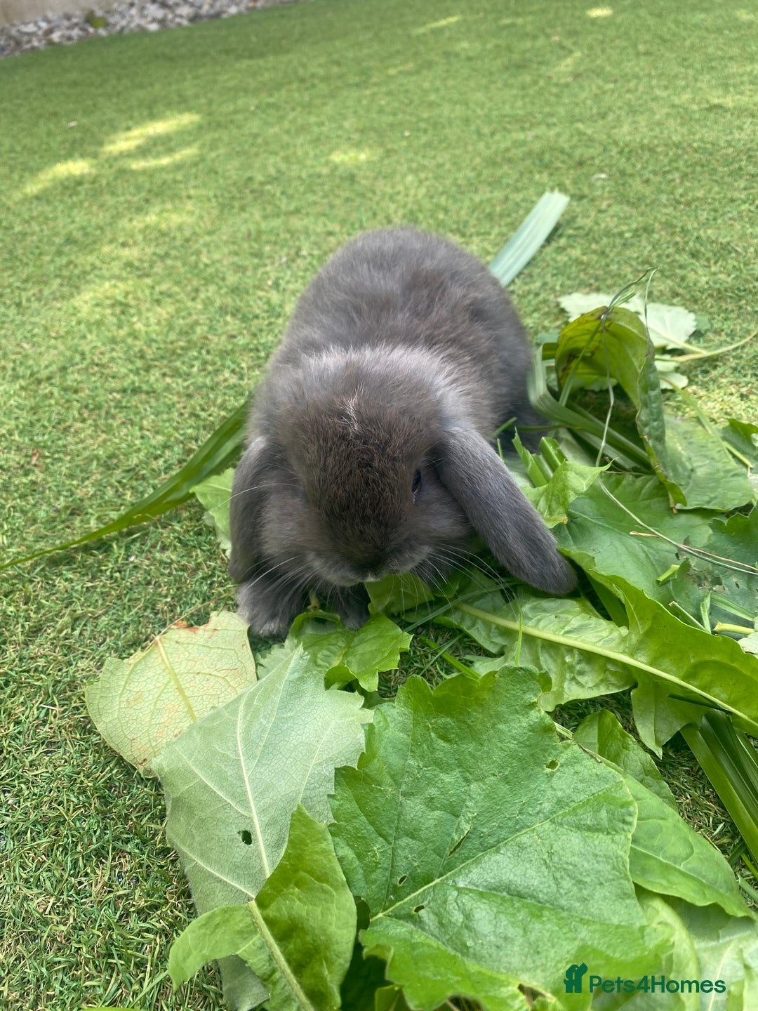 Mini Lop rabbits for sale: 6 beautiful baby mini lop bunnies 🐰  - Image 6