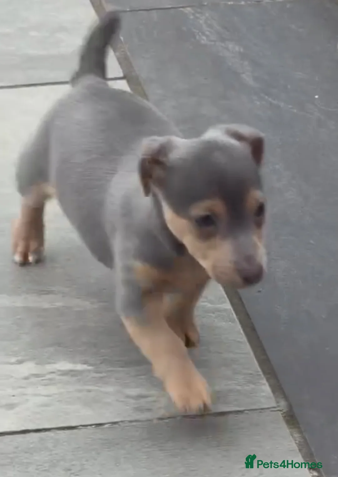 Jack Russell dogs for sale: DONJACKS - stunning imported lines blue GIRL - Advert 2