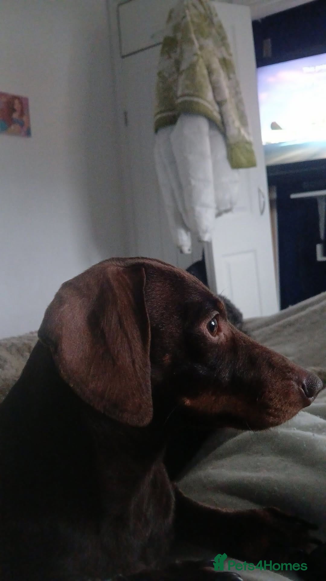 Dachshund dogs 3 year old little girl  - Advert 2