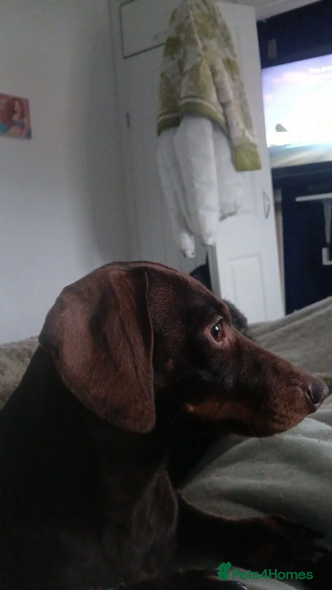 Dachshund dogs for sale: 3 year old little girl  - Advert 1