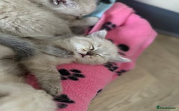 Ragdoll cats for sale: RAGDOLL KITTENS - LAST BOY 🐾🩵 - Image 8