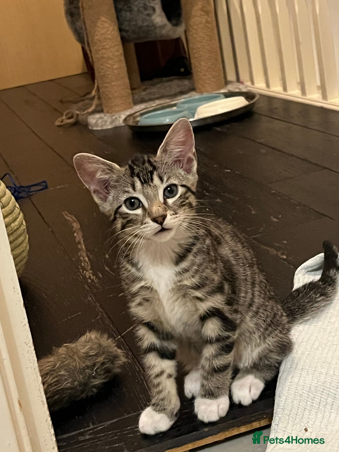 Mixed Breed cats for sale: 4 beautiful kittens looking for new homes  - Advert 14