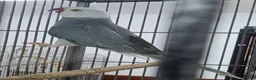 Ringnecks birds for sale: Breeding Pairs of Indian Ringnecks for sale - Advert 4